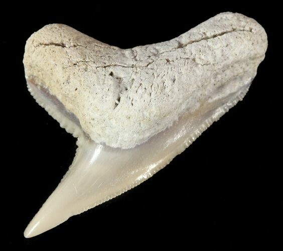 Fossil Tiger Shark Tooth - Lee Creek (Aurora), NC #47673